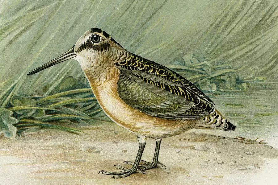 Woodcock vogel illustratie