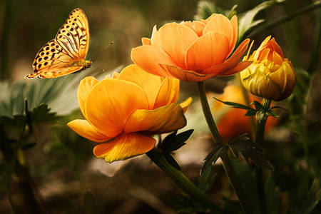 Πεταλούδα και λουλούδια
