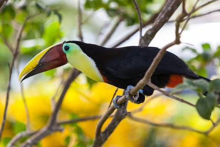 Toucan in the rainforest