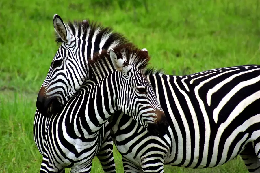 Zebra's op een groene achtergrond