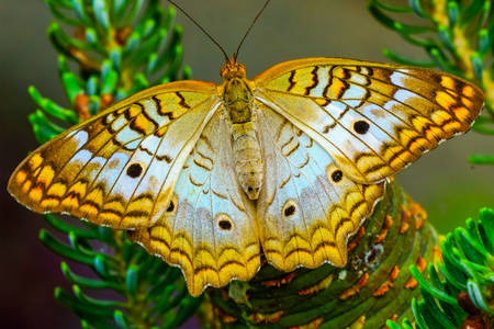 Motyl "Paw biały"