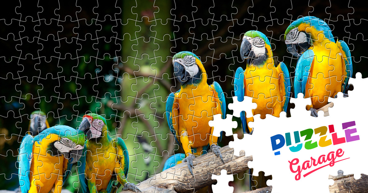 Barvisti Ara Pazli Onlajn Tvarini Ptahi Puzzle Garage