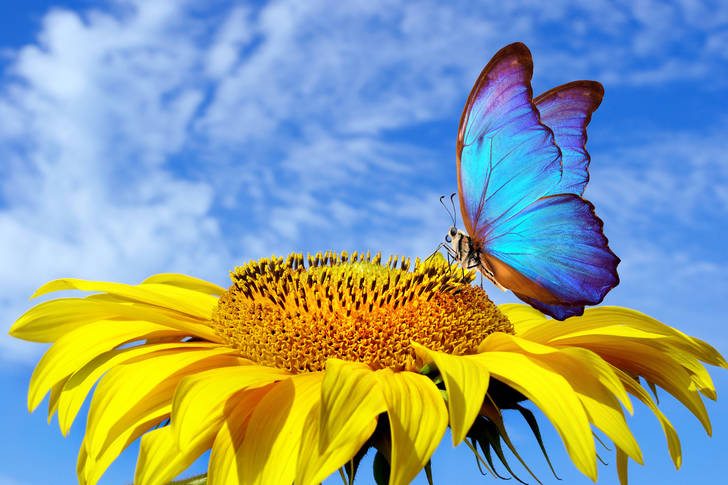 Morpho butterfly on sunflower