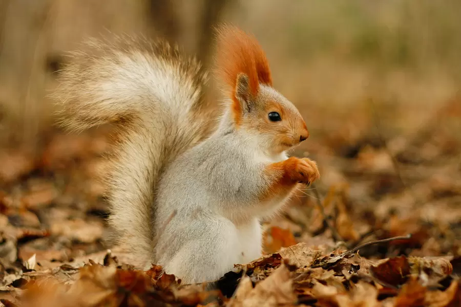 سنجاب