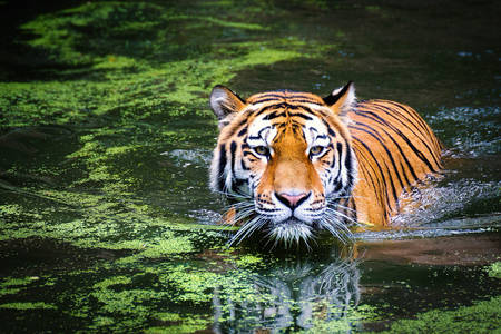 Harimau