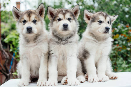 Alaskan Malamute-puppy's