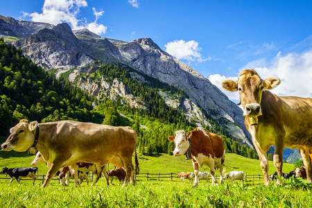 Cows in alpine meadows