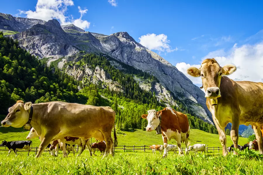 Koeien in alpenweiden