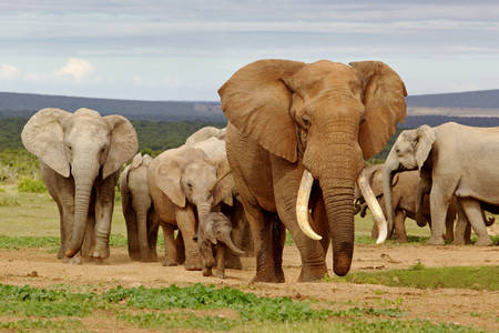 Flock av elefanter