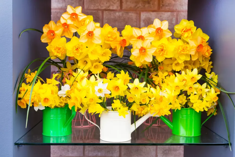 Narcisos amarelos