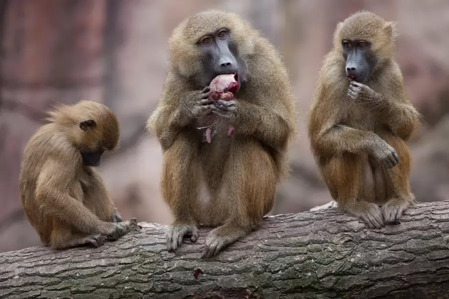 Babouins