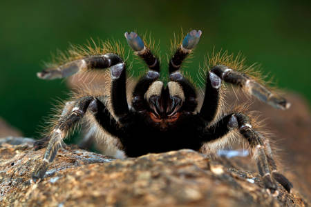 Tarantula pók közelről