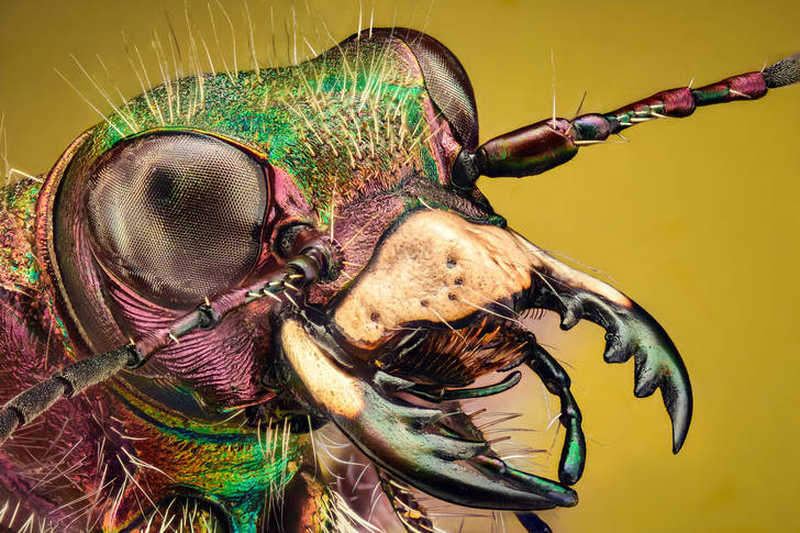 Tiger Beetle Head
