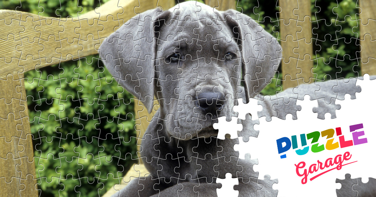Great Dane puppy Jigsaw Puzzle (Animals, Pets) Puzzle Garage