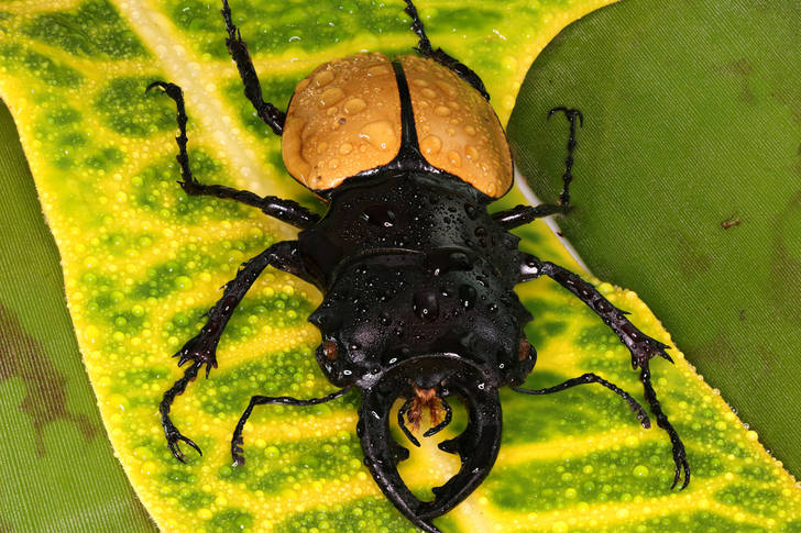 Stag beetle on green leaf