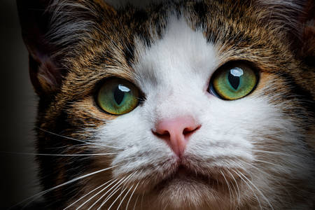 Portrait of a green-eyed cat