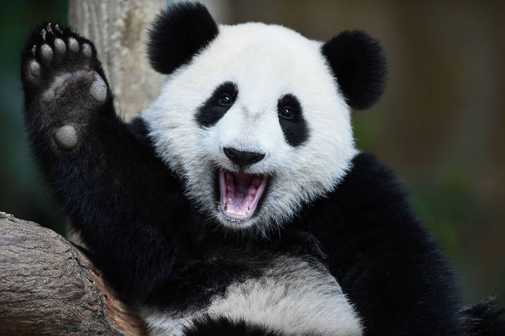 Panda waving paw