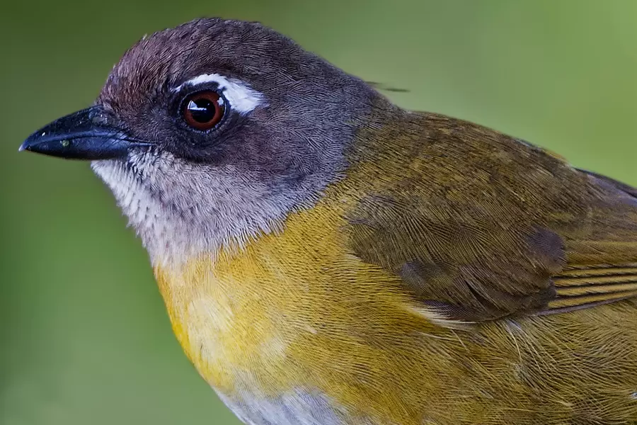 Vogel portret