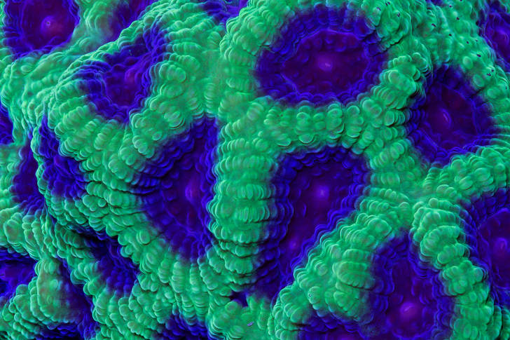 Green-purple corals