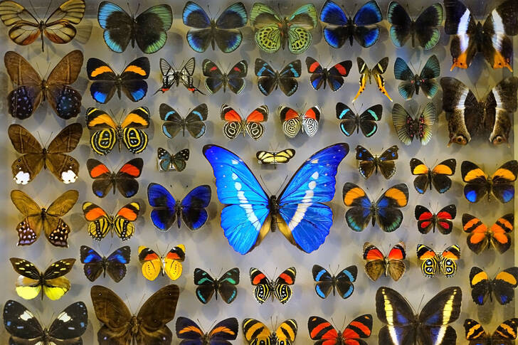 Collection of tropical butterflies