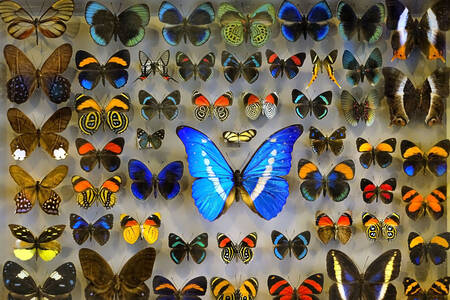 Samling av tropiska fjärilar