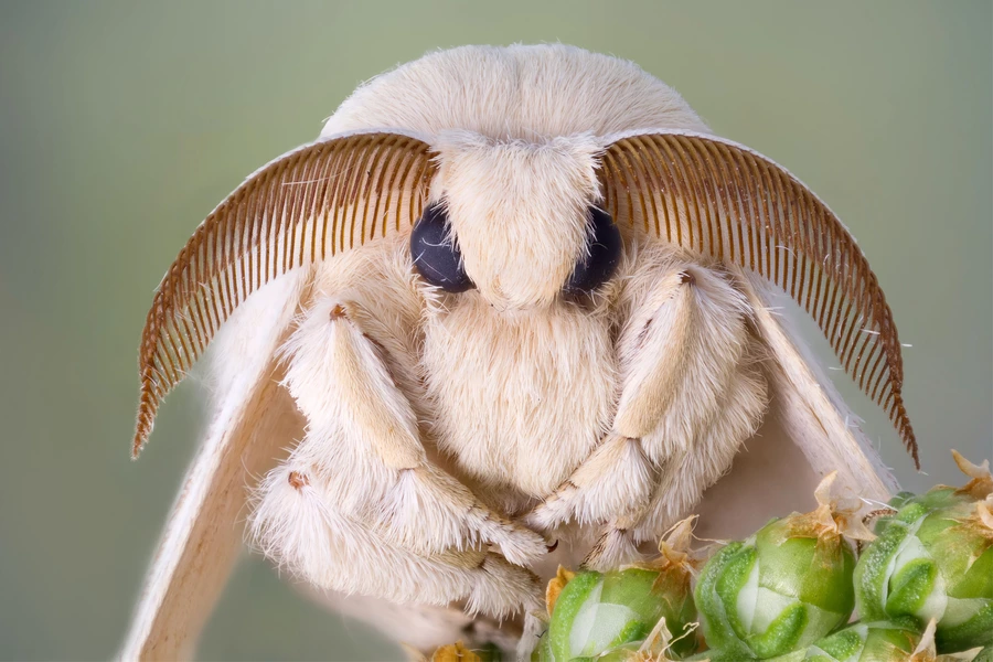 Bombyx mori