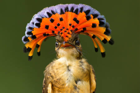 Amazonian royal flycatcher