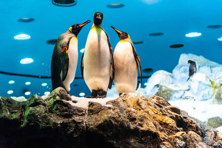 Βασιλικοί πιγκουίνοι στον βράχο