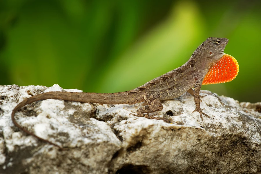Anole marrom
