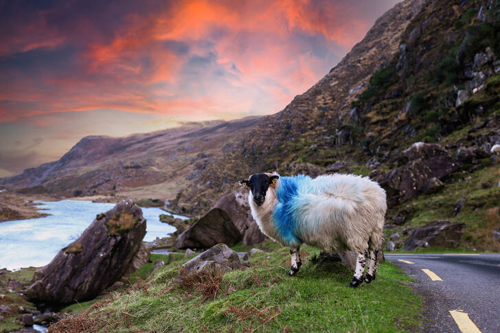 Овца в горах