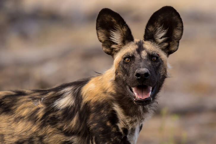 Hyena pes