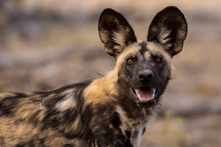 Chien hyène