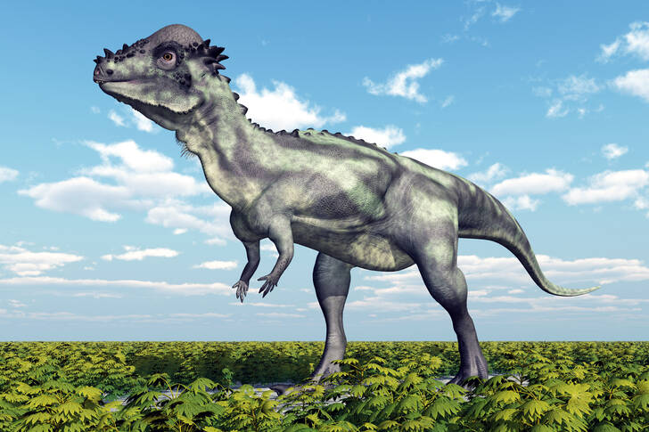 Παχυκεφαλόσαυρος