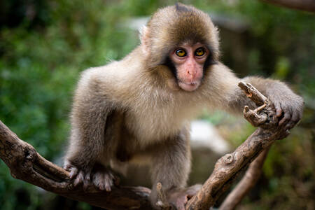 Japanski makaki