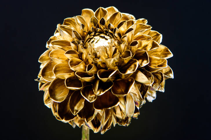Zlatá chryzantéma