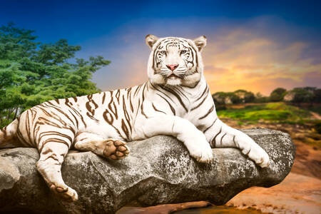 White tiger on the stone
