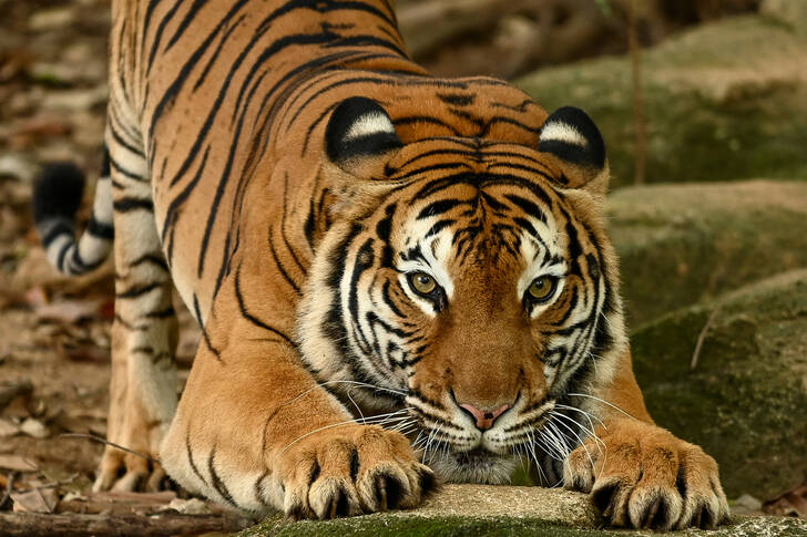 Tigre malaio