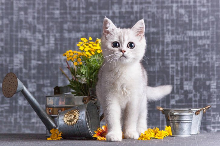 White kitten