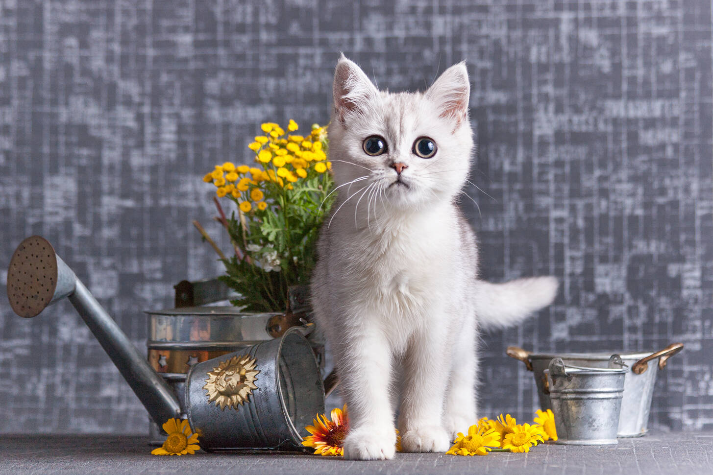 White kitten Jigsaw Puzzle (Animals, Pets) | Puzzle Garage