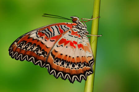 Butterfly on a stem
