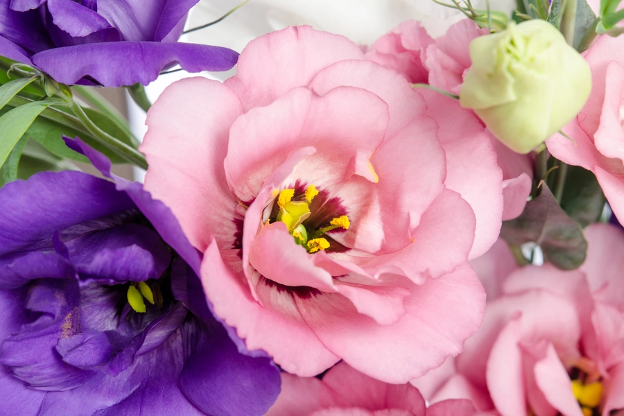Eustoma