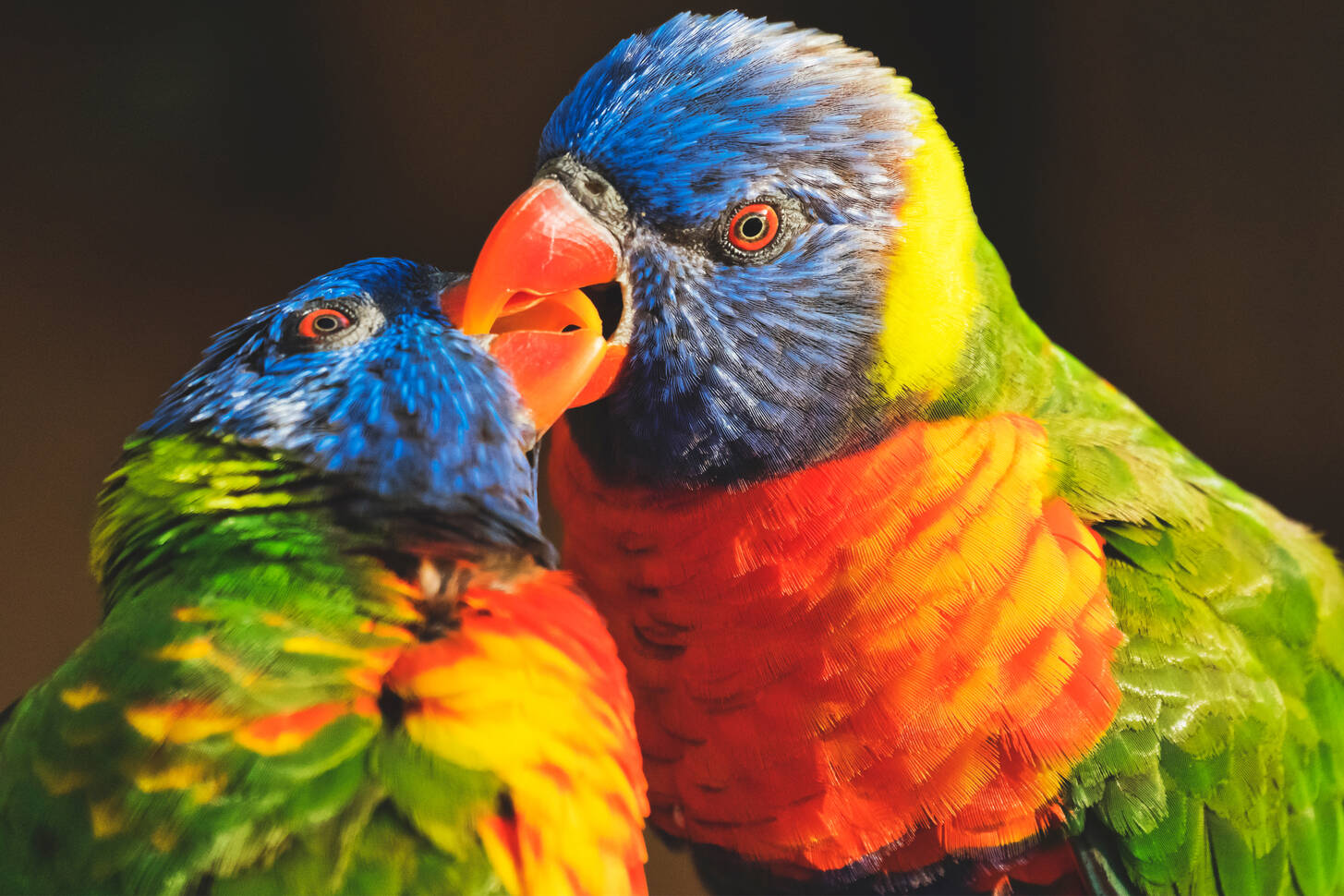 Rainbow lorikeets Jigsaw Puzzle (Animals, Birds) | Puzzle Garage