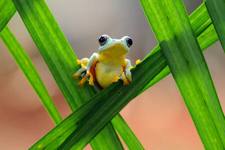 Деревна жаба