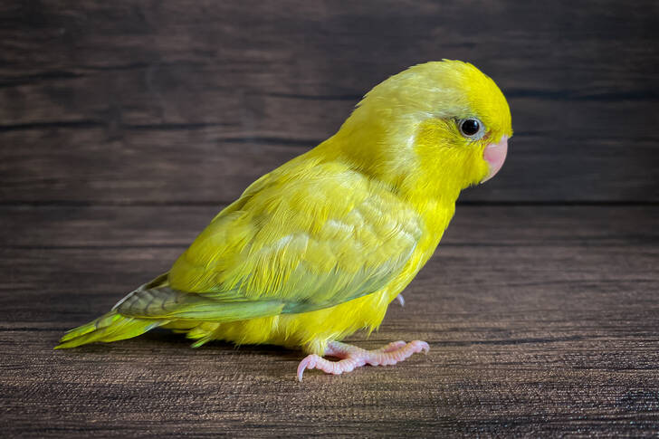 Perroquet jaune