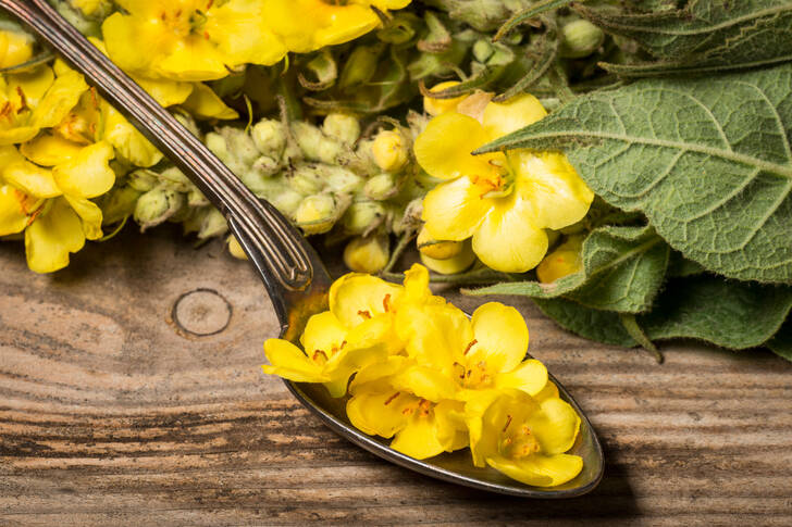 Κίτρινα λουλούδια σε κουτάλια