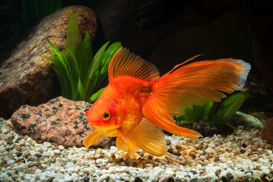 Poisson rouge