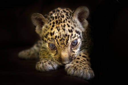 Дитинча леопарда на чорному тлі