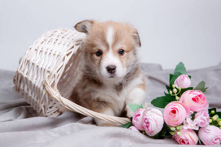 Cachorro de Welsh Corgi