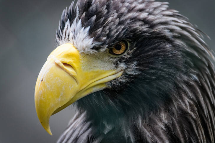 Portrait of a Steller's Sea Eagle