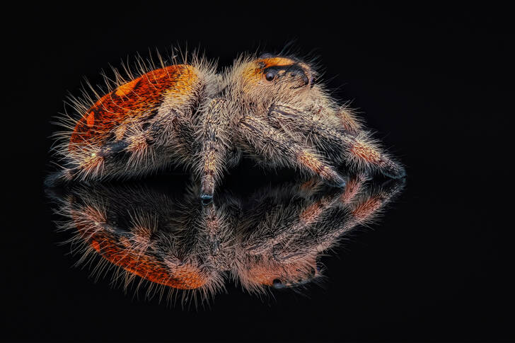 Araignée sauteuse sur un fond noir